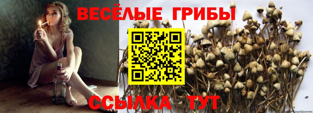 Галлюциногенные грибы Psilocybe Орехово-Зуево