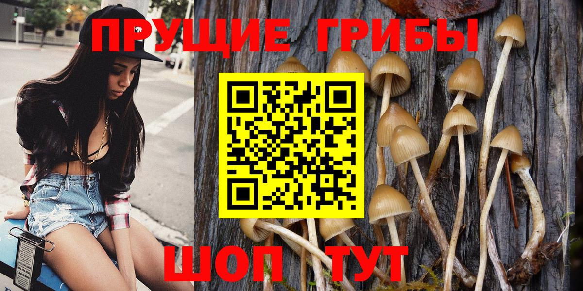Орехово-Зуево  Галлюциногенные грибы Cubensis  Вход с VPN 